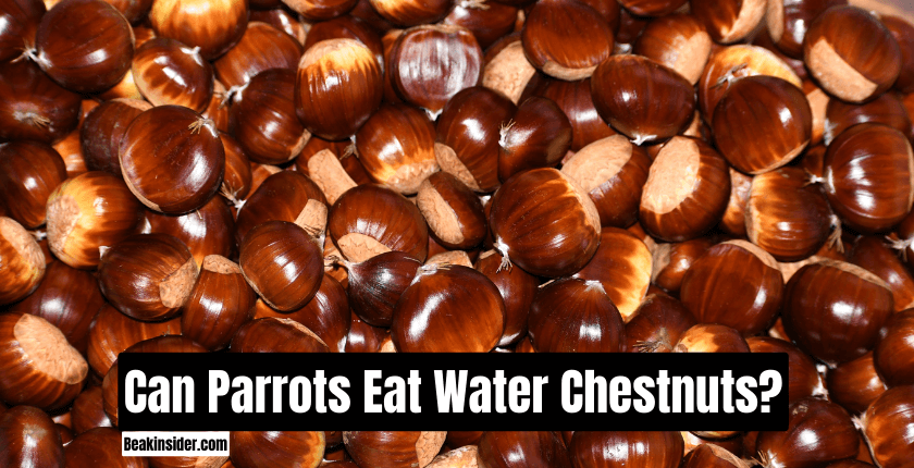 Cam Parrots Eat Water Chestnuts?