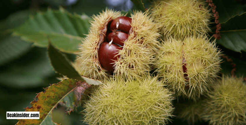 Can Wild Parrots Eat Chestnuts?