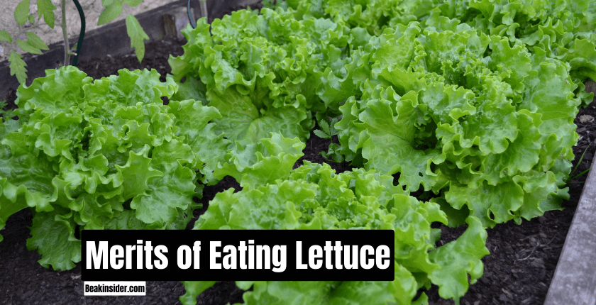 Merits of Eating Lettuce