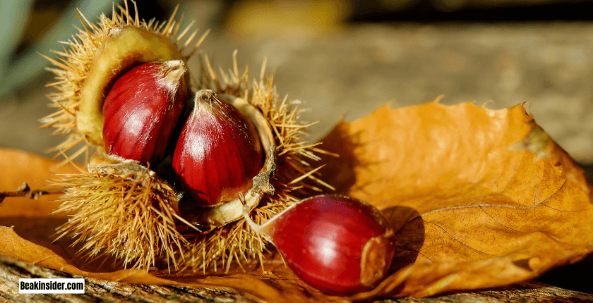 Merits of Eating Chestnuts