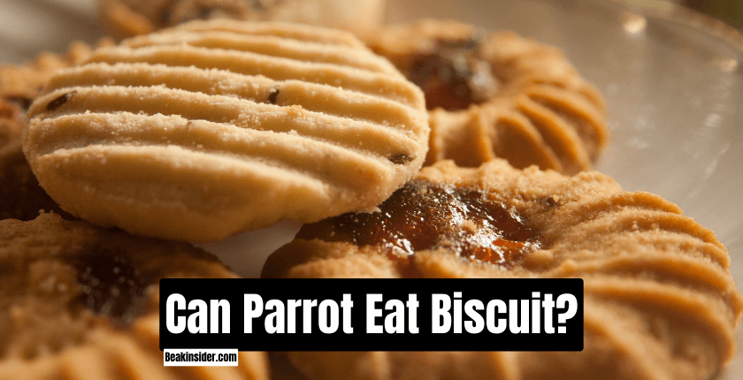 Can Parrot Eat Biscuit