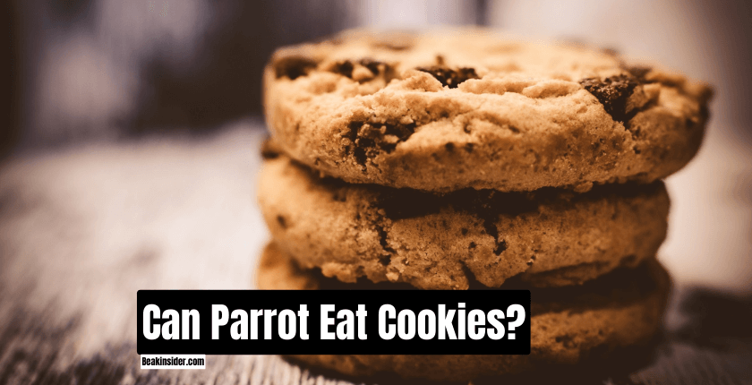 Can Parrots Eat Cookies?