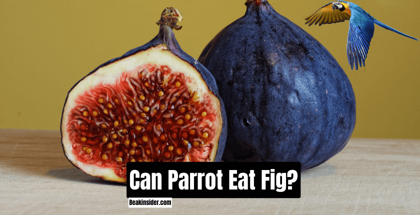 Can Parrot Eat Fig