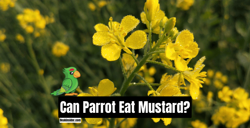 Can Parrot Eat Mustard