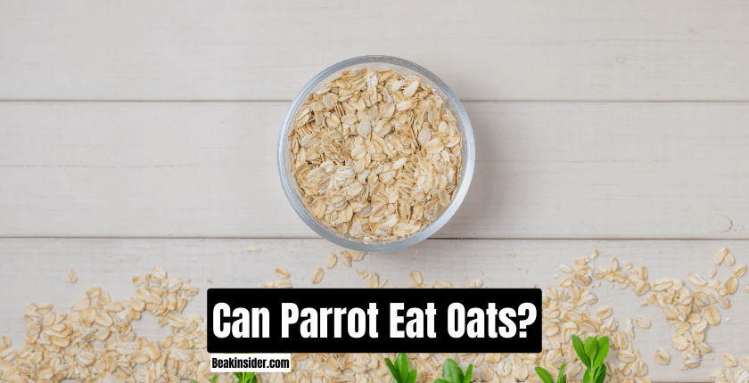 Can Parrot Eat Oats