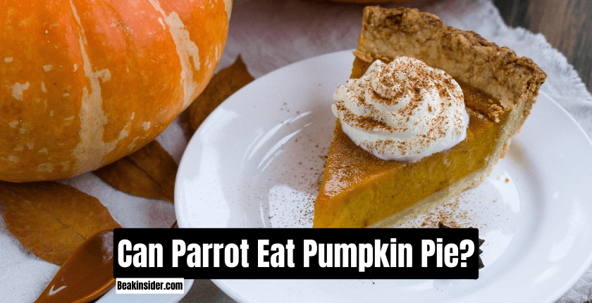 Can Parrot Eat Pumpkin Pie