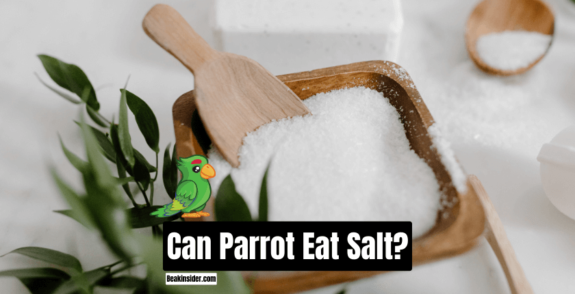 Can Parrot Eat Salt