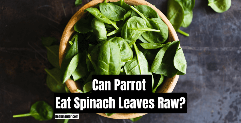 Can Parrot Eat Spinach Leaves Raw