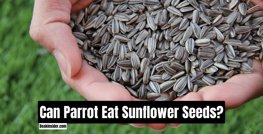 Can Parrot Eat Sunflower Seeds