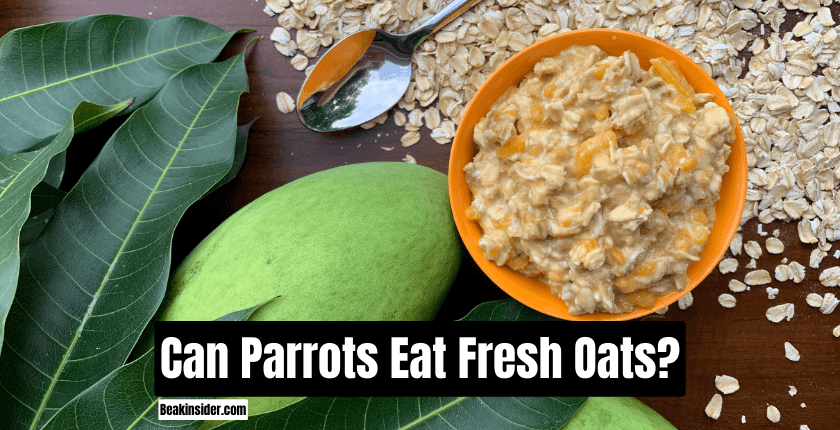 Can Parrots Eat Fresh Oats?