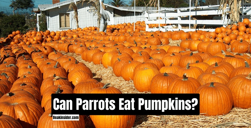 Can Parrots Eat Pumpkins?