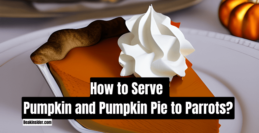 How to Serve Pumpkin and Pumpkin Pie to Parrots?