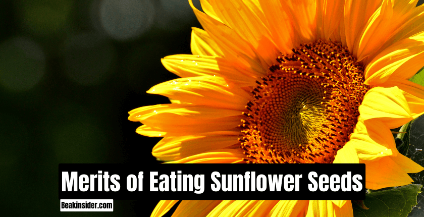 Merits of Sunflower Seeds