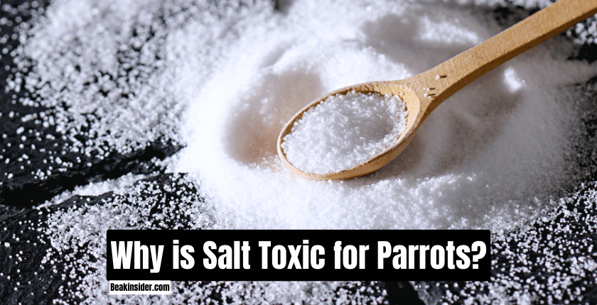 Why is Salt Toxic for Parrots?