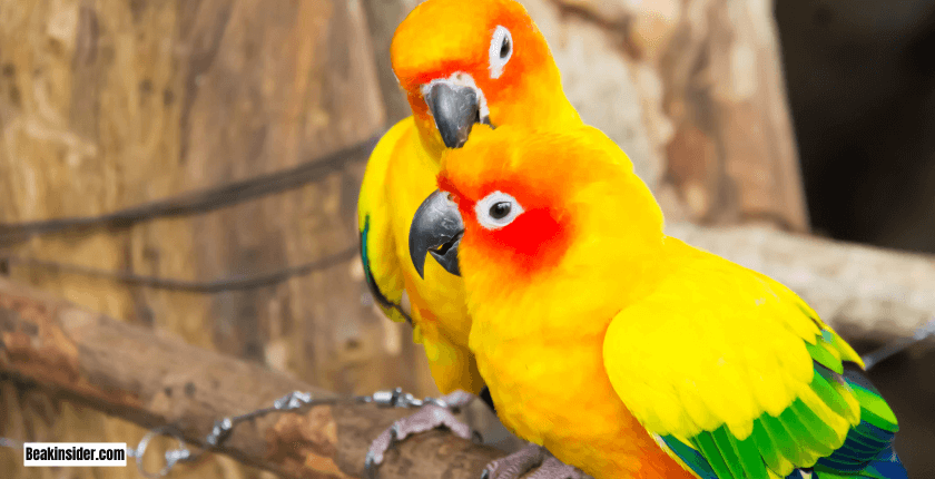 Adopting or Buying a Sun Conure