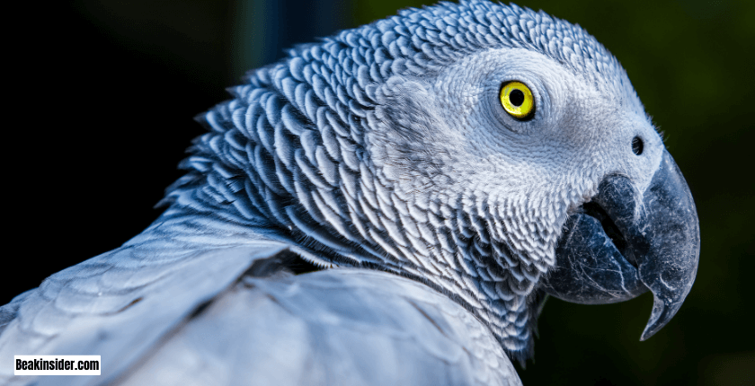 African Gray Parrots