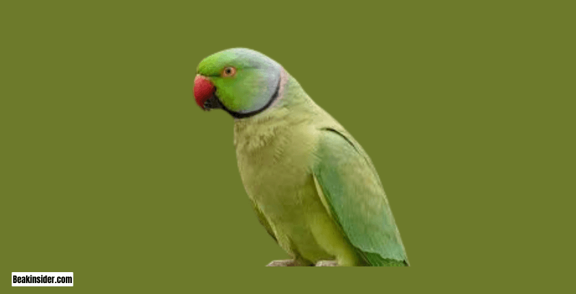 Alexandrine Parakeet