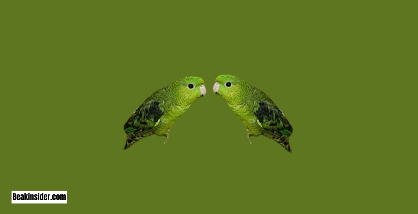 Barred Parakeet