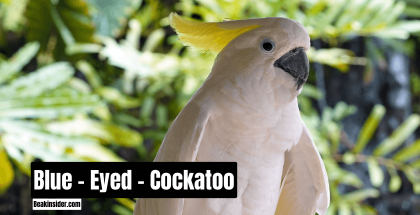 Blue - Eyed - Cockatoo! All About This Bird!