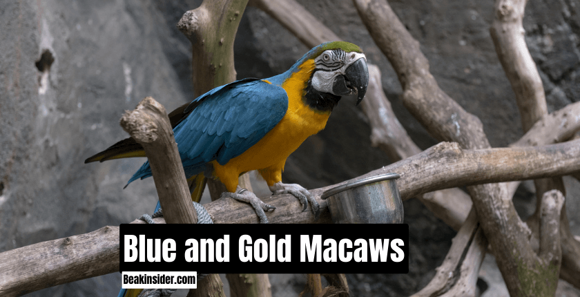 Blue and Gold Macaws