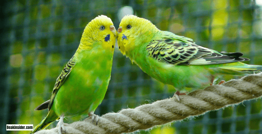 Budgies
