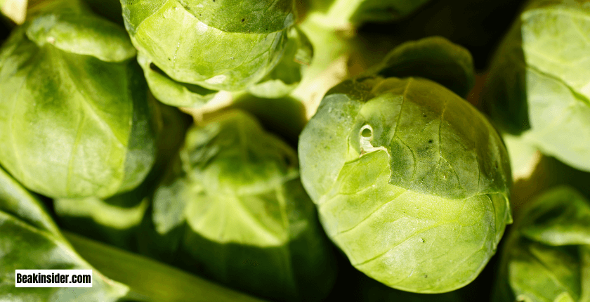 Can All Parrot Species Eat Brussels Sprouts?