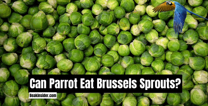 Can Parrot Eat Brussels Sprouts
