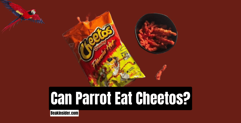 Can Parrot Eat Cheetos