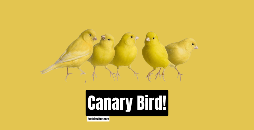 Canary Bird!