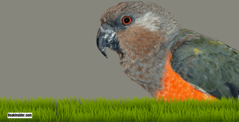 Care of Red-bellied Parrot