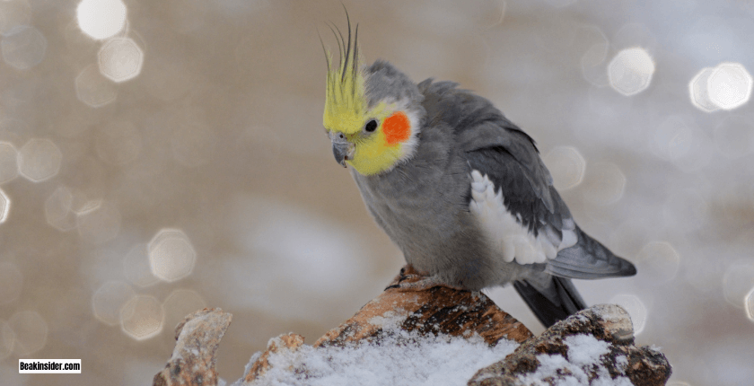 Cockatiels