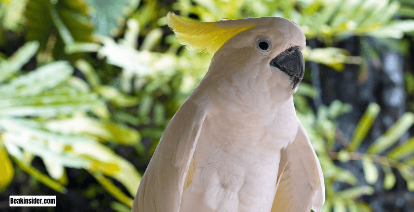 Cockatoo