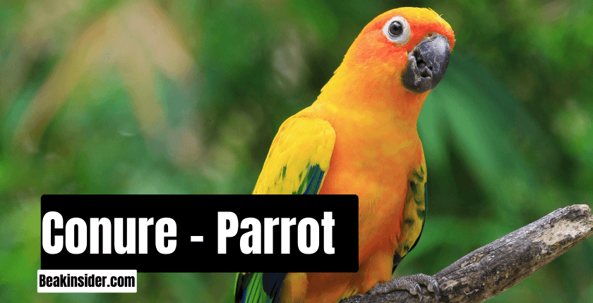 Conure - Parrot