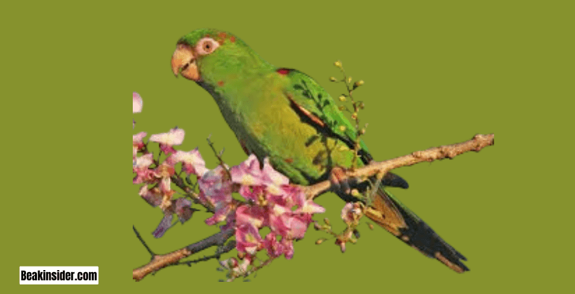 Cuban Parakeet