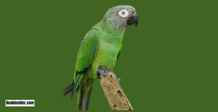 Dusky-Headed Parakeet