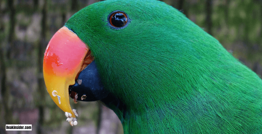 Eclectus Parrots