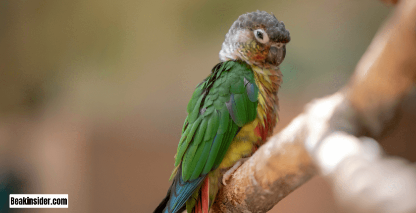 Green Cheeked Conure