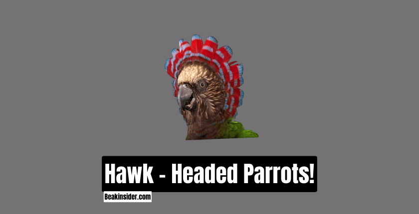 Hawk - Headed Parrots!