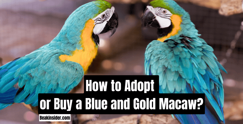 How to Adopt or Buy a Blue and Gold Macaw?