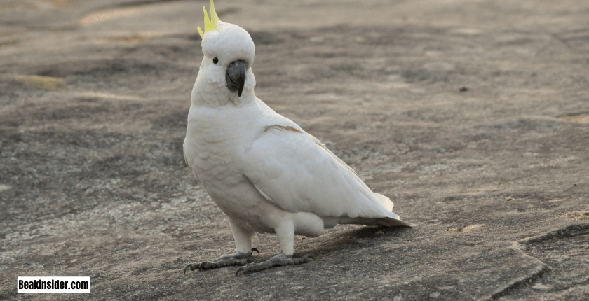 How to Buy the Blue Eyed Cockatoo?