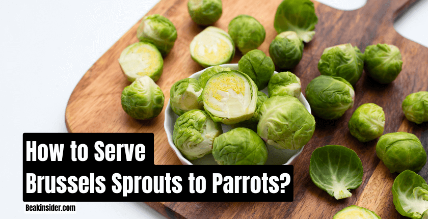 How to Serve Brussels Sprouts to Parrots?