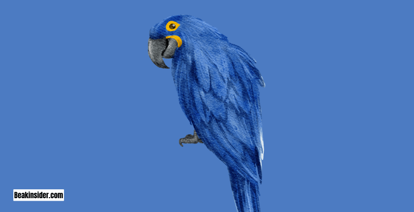 Hyacinth Macaw