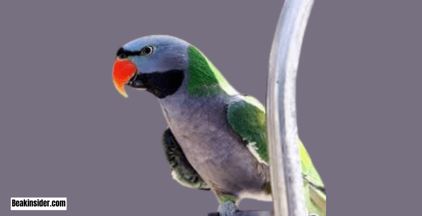 Lord Derby’s Parakeet