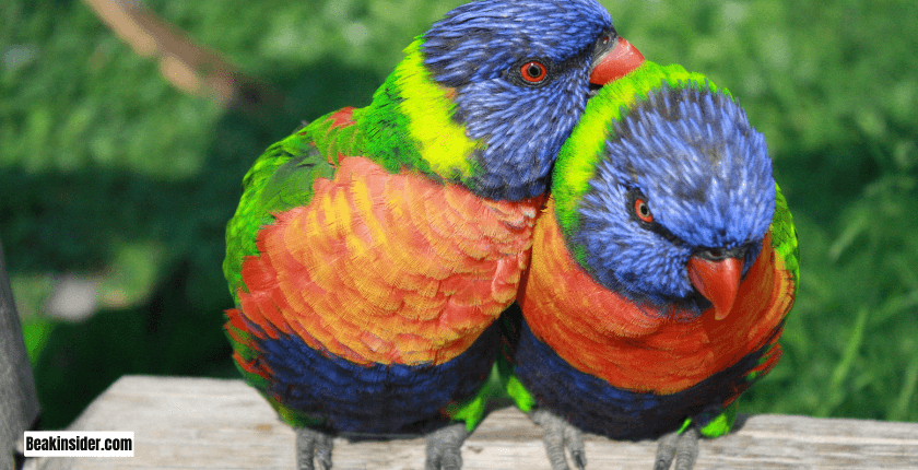 Lorikeet