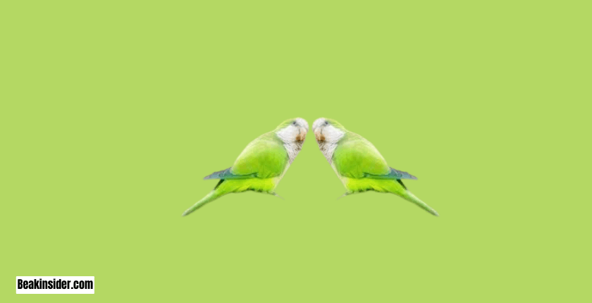 Monk Parakeet