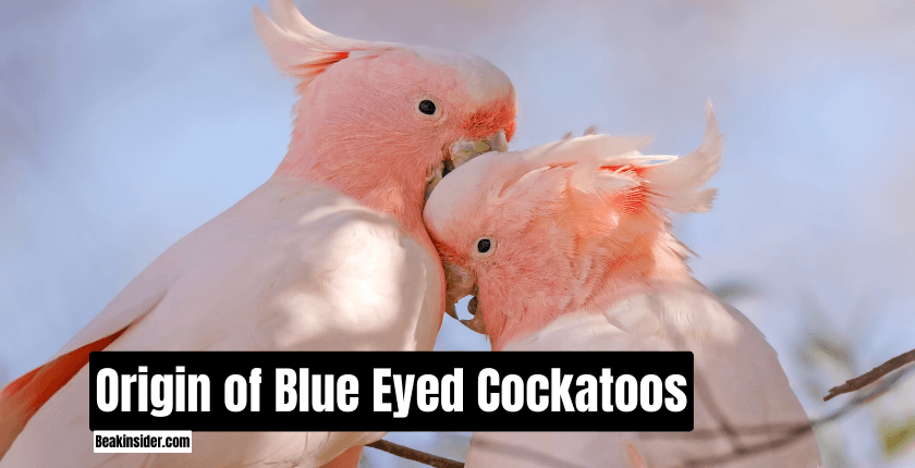 Blue - Eyed - Cockatoo! All About This Bird!