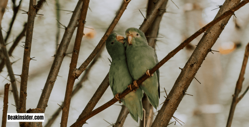 Pacific Parrotlet