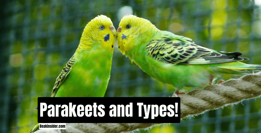 Parakeets and Types!