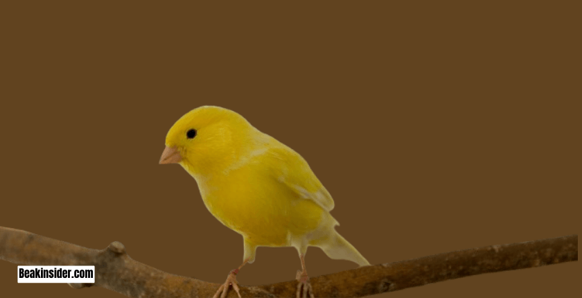 Personality of Canary Bird