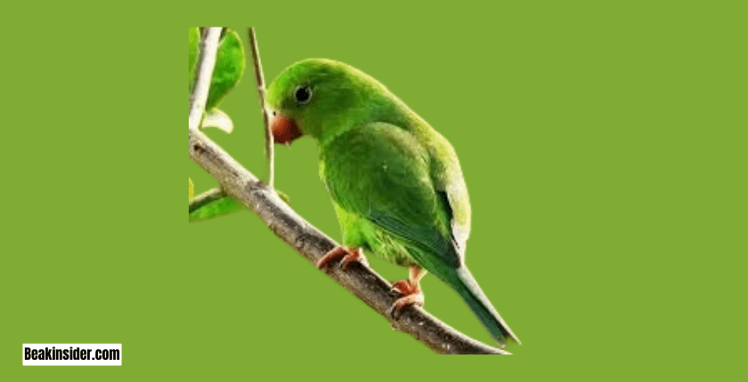 Plain Parakeets